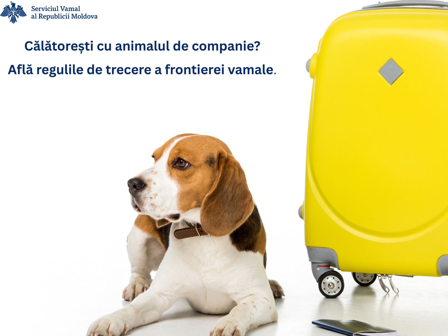 animale de companie 3PwIrj7